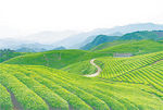 茶叶