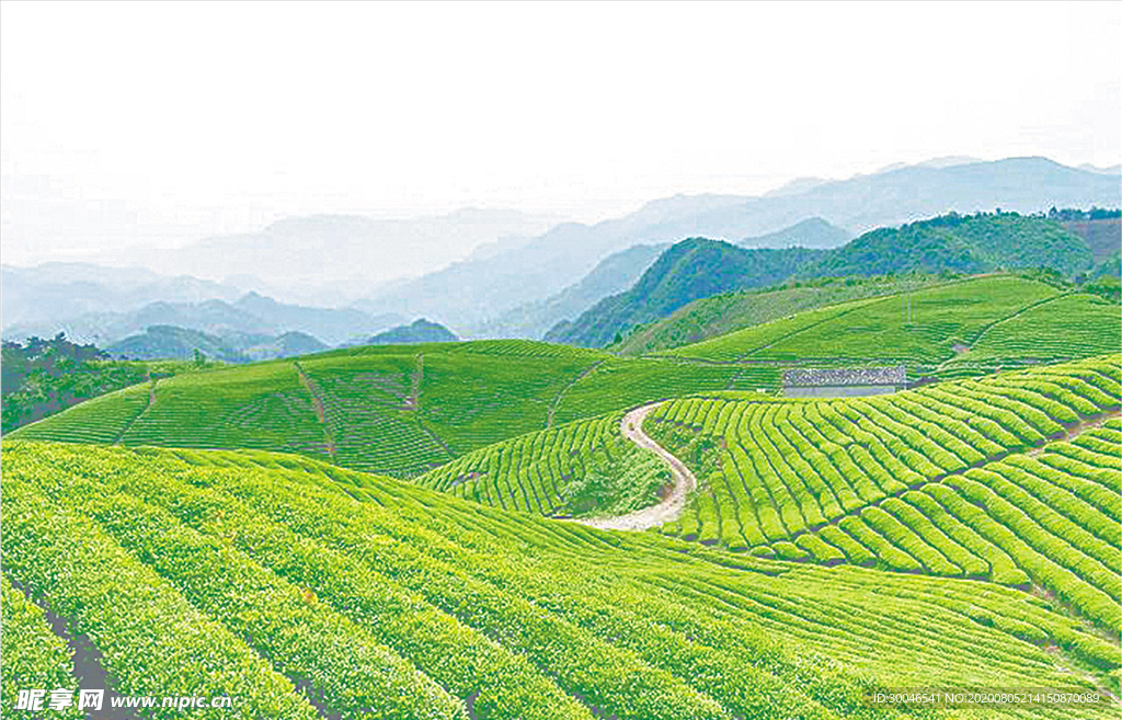 茶叶