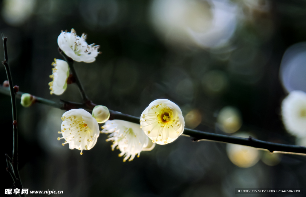 白梅花