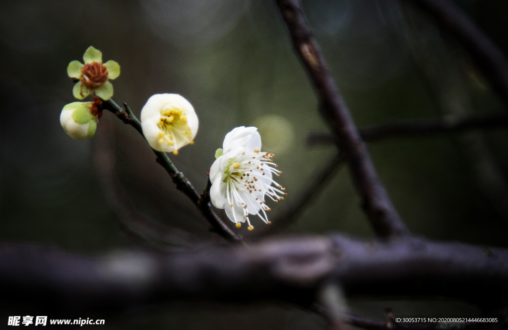 白梅花