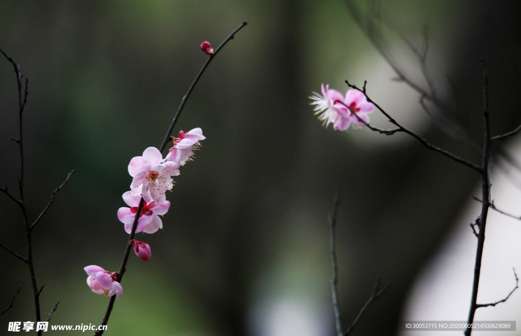 梅花