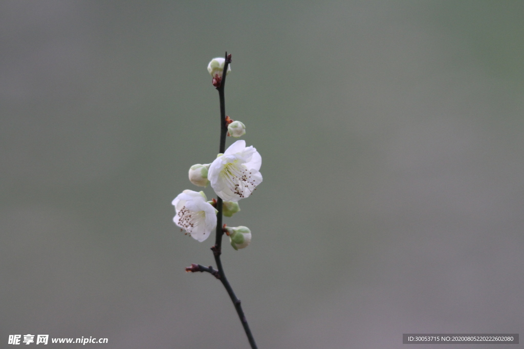 白梅花