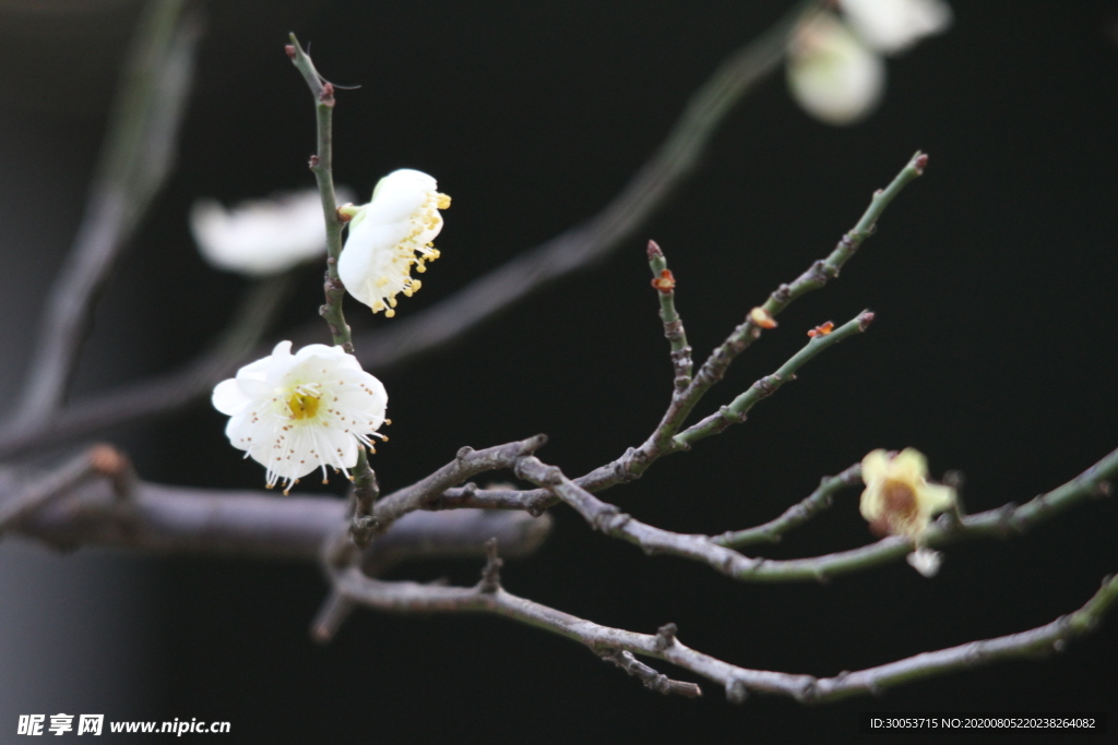 白梅花