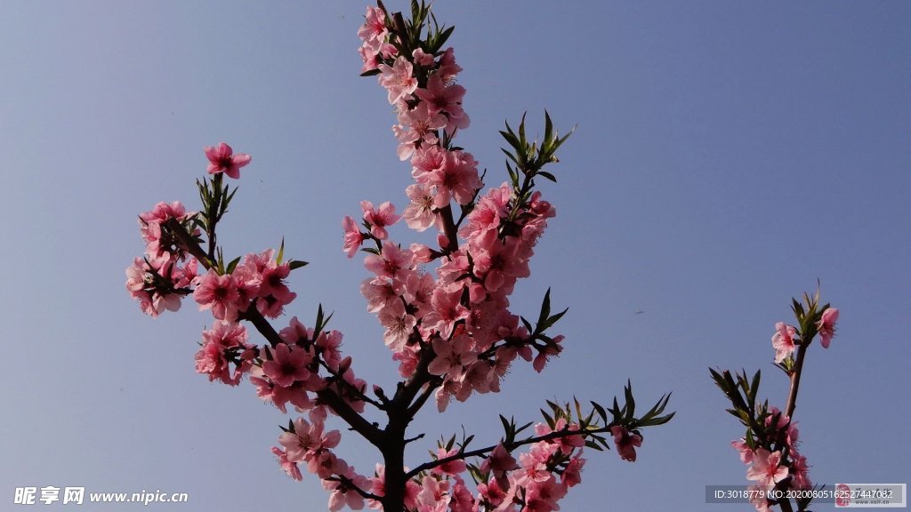 桃花