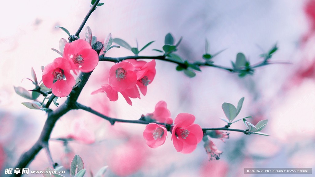桃花