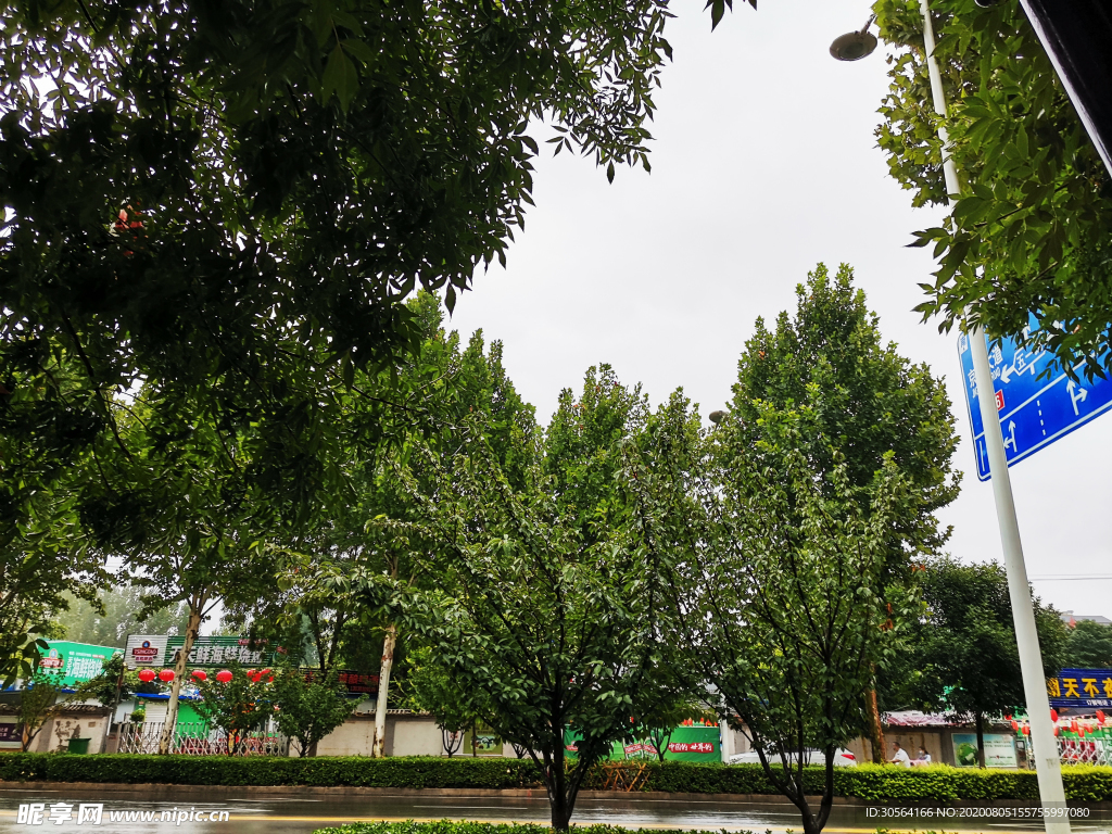 城市下雨天雨季树木街道背景素材