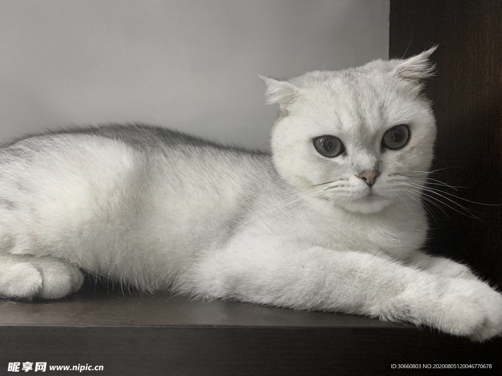 猫咪