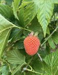 野草莓 五叶草莓 黄泡