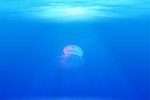 海底海蜇图片