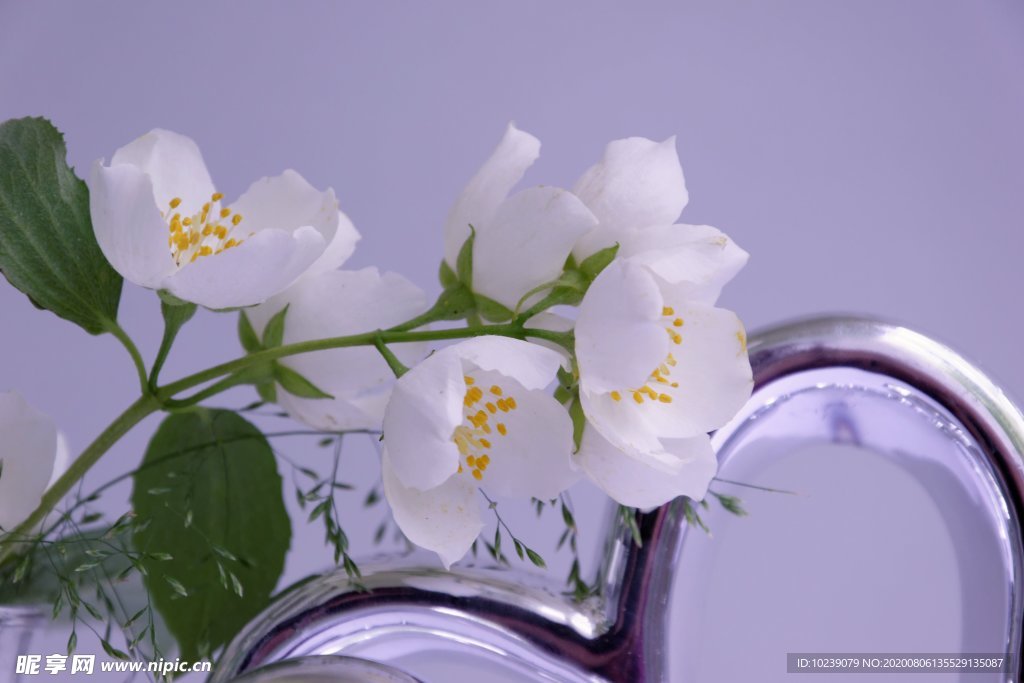 茉莉花