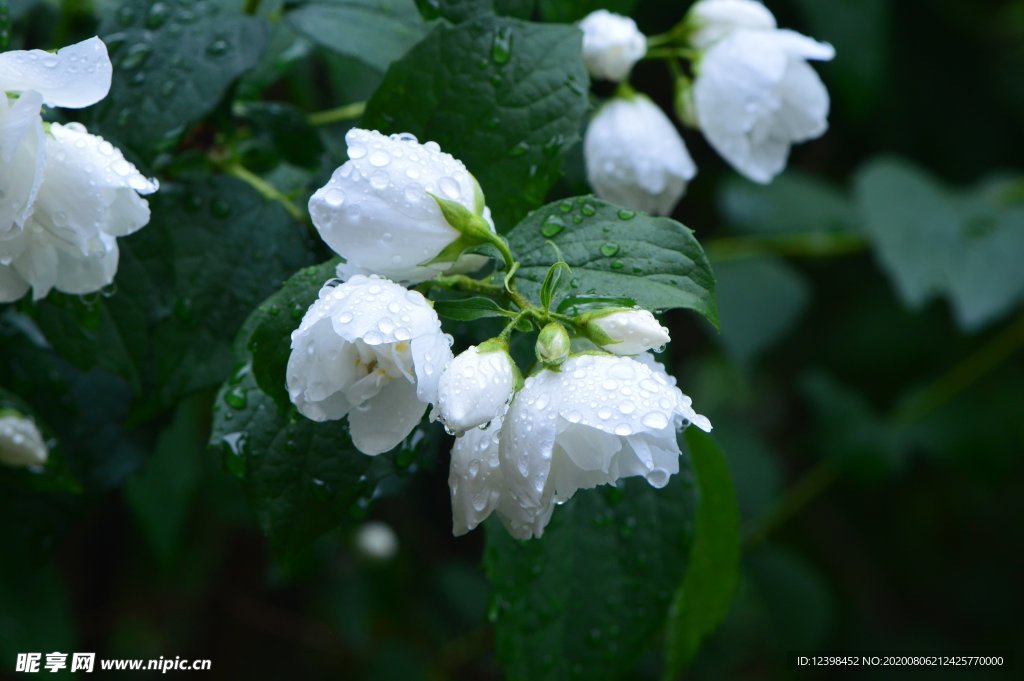 茉莉花