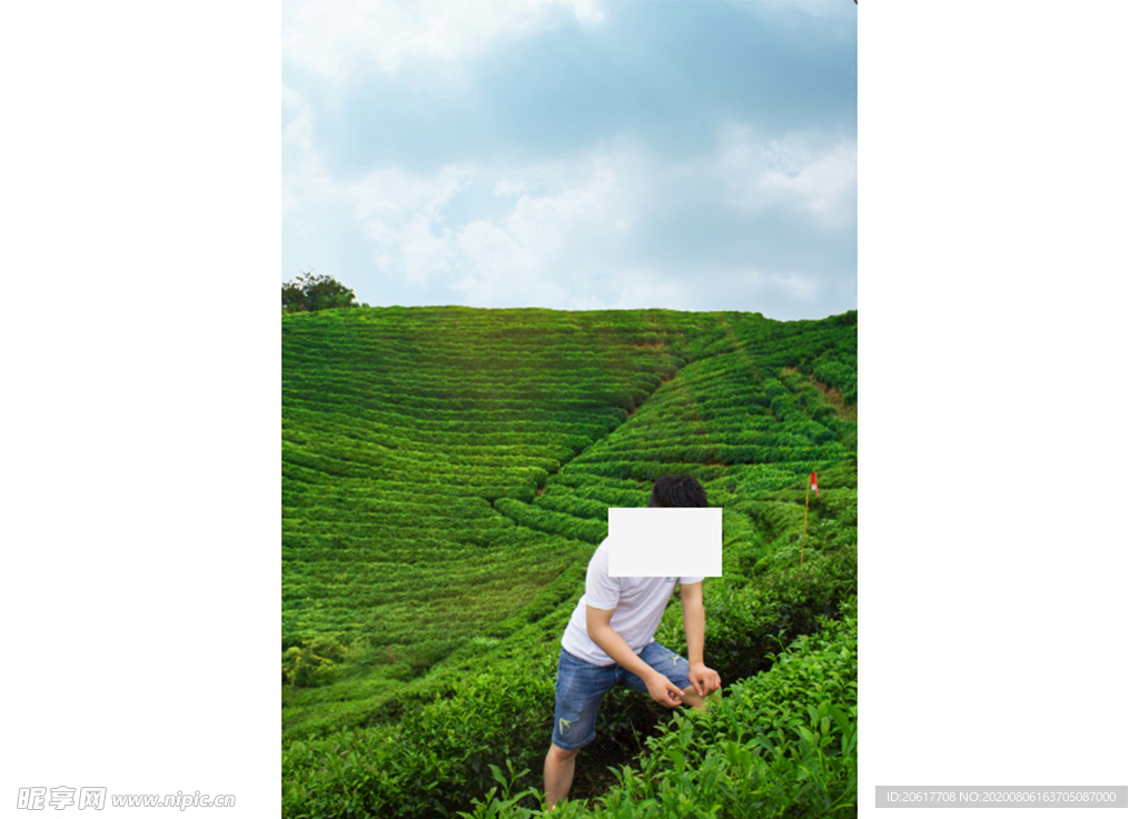 茶园素材