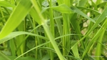 草