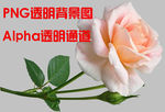 玫瑰花