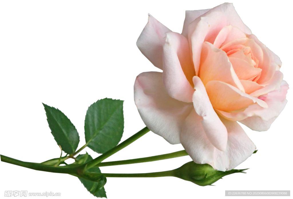 玫瑰花