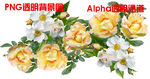 玫瑰花