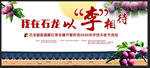 脆红李采摘节