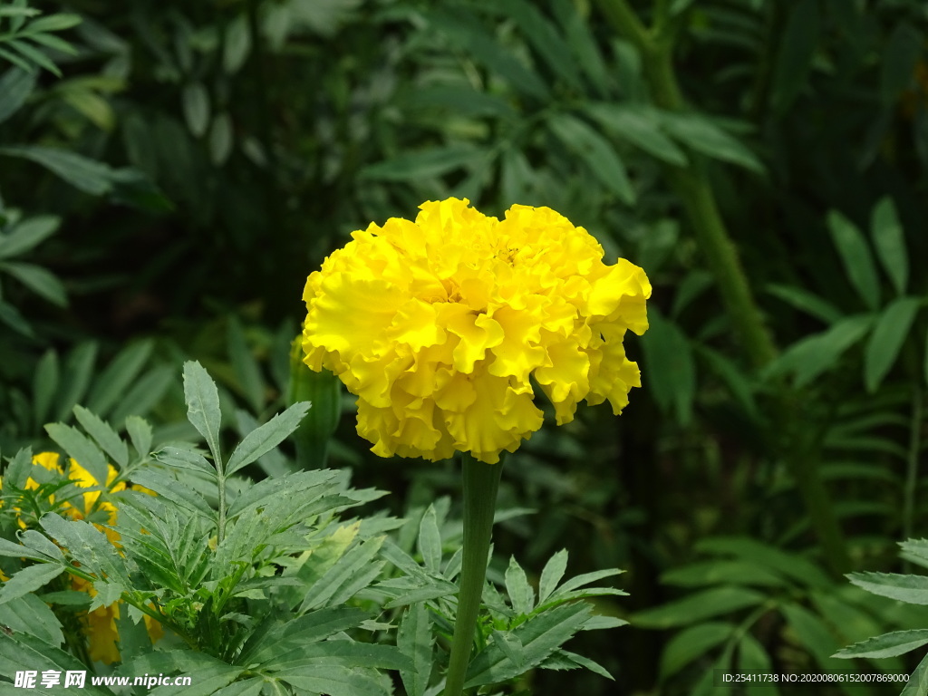 美丽的黄花特写高清