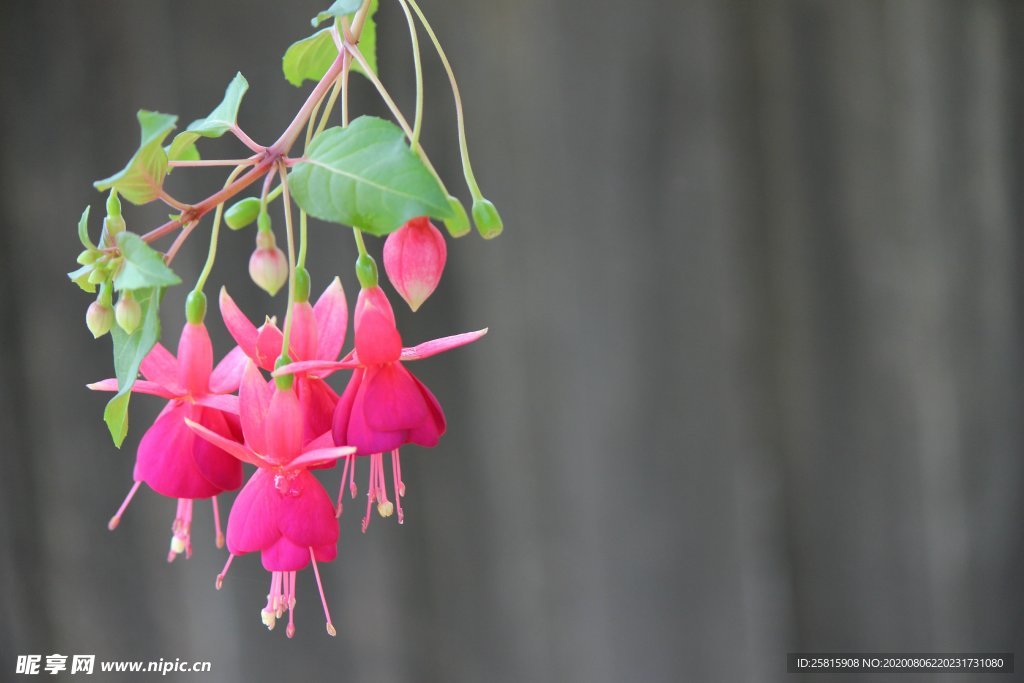 灯笼花