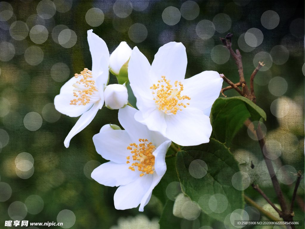 茉莉花