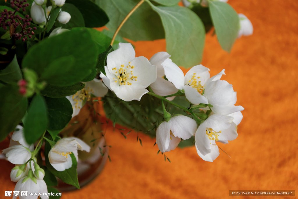 茉莉花