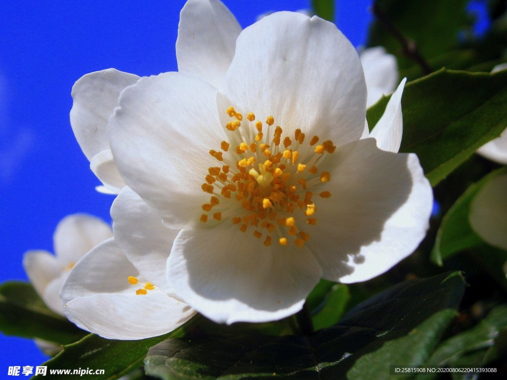 茉莉花