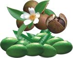 橄榄山茶