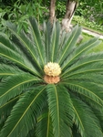 铁树
