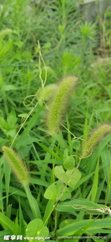 狗尾草