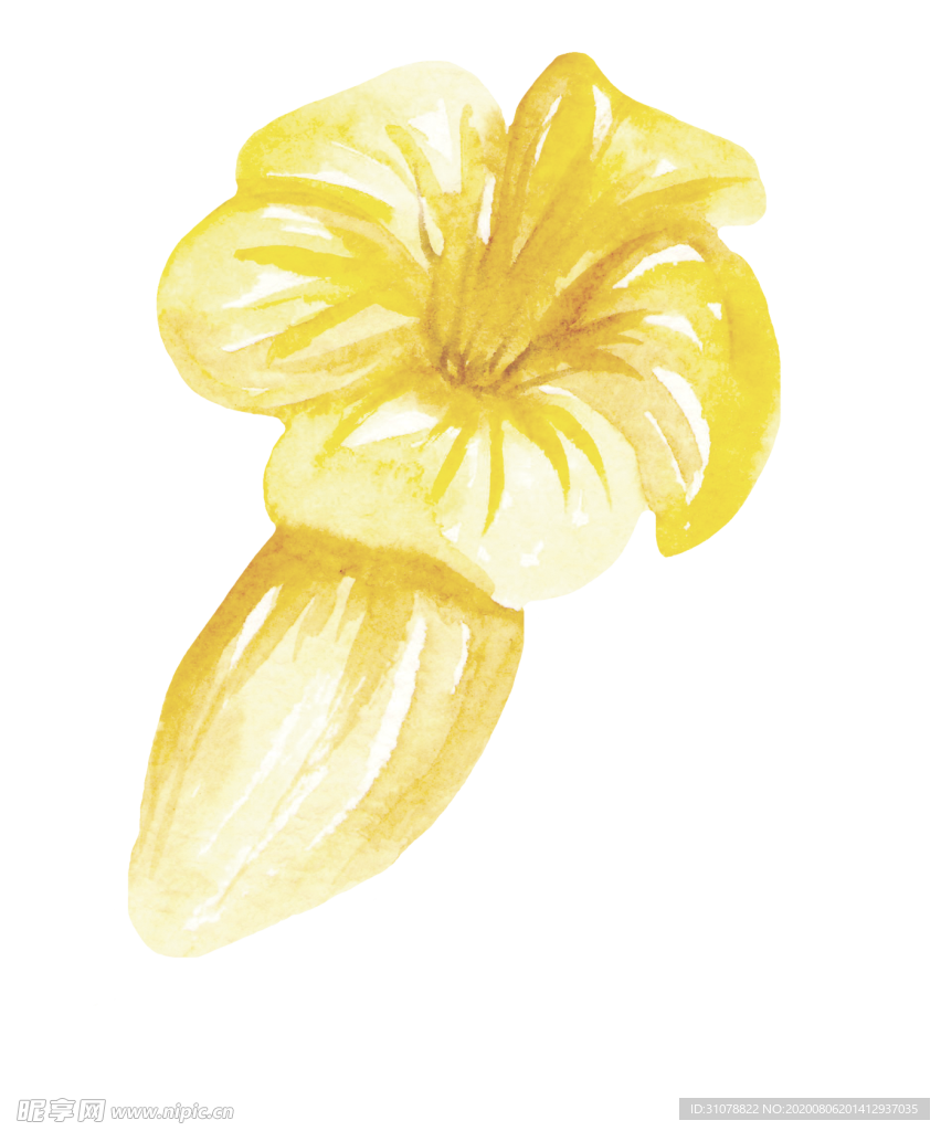 水彩植物花朵图案