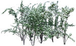 免扣植物树木素材图片