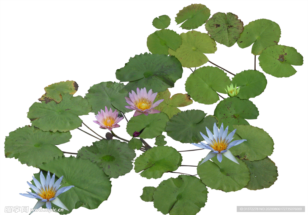 免扣植物树木素材图片