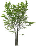免扣植物树木素材图片