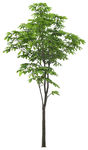 免扣植物树木素材图片