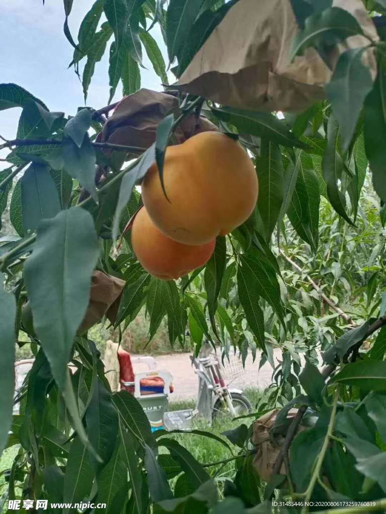 黄桃