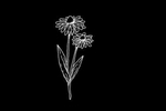 花