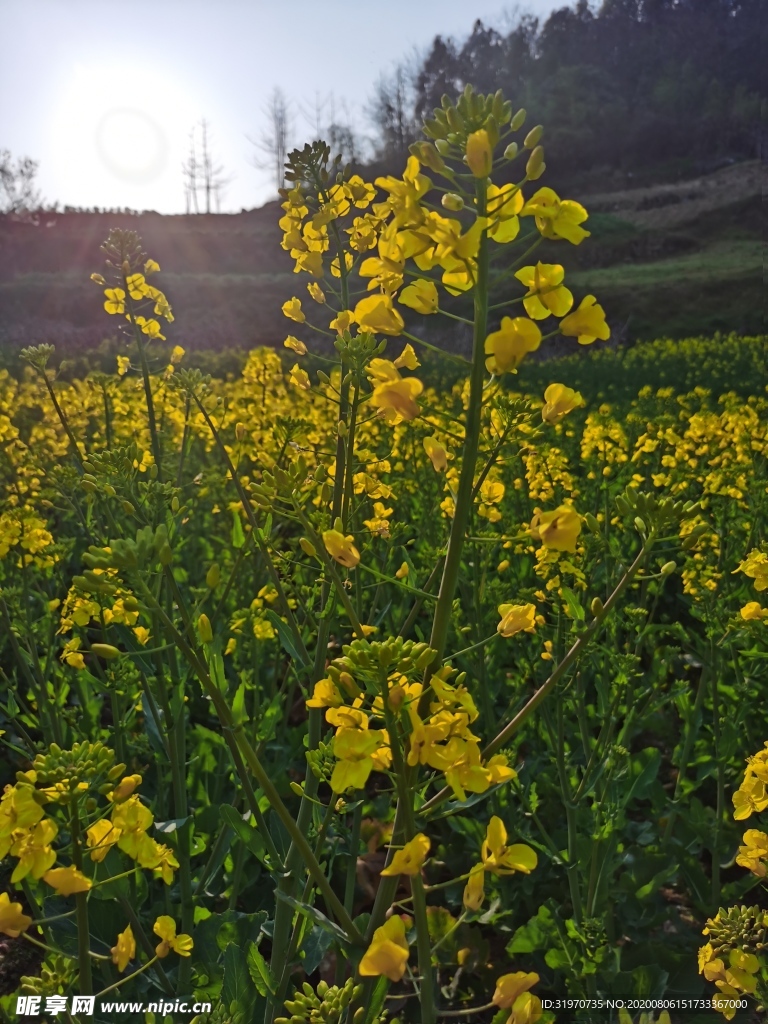 油菜花