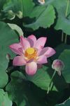 芙蓉浦
