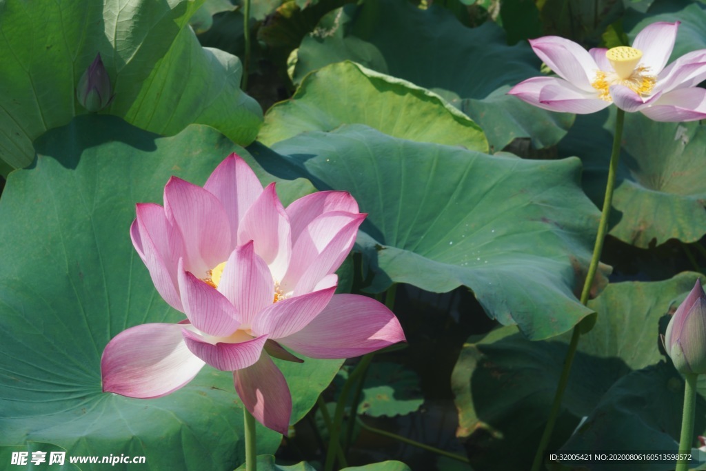 芙蓉浦