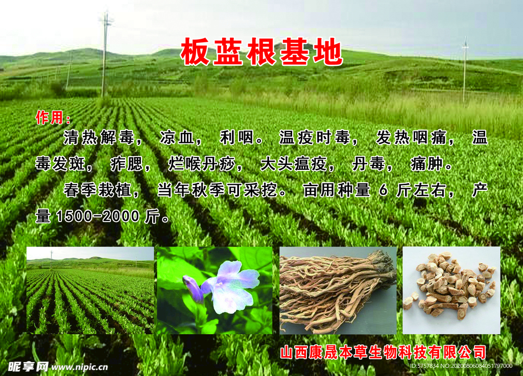 板蓝根