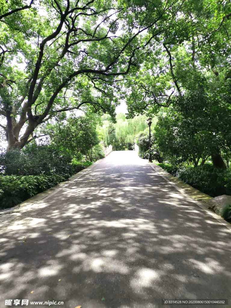 风景   树  森林