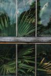 植物  窗户
