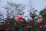 玫瑰花