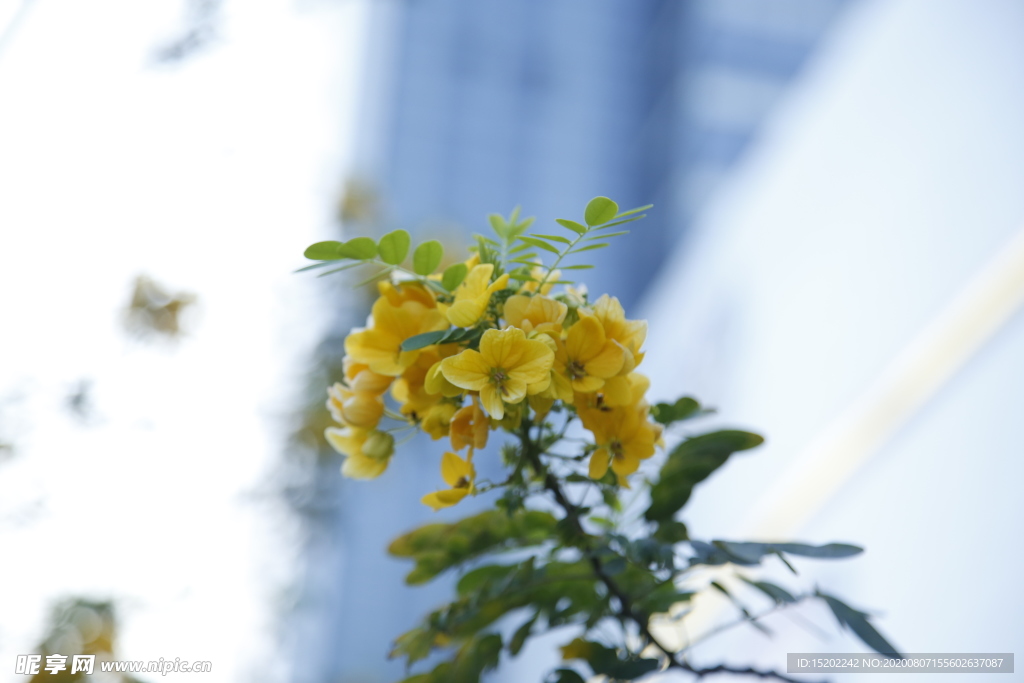 花朵