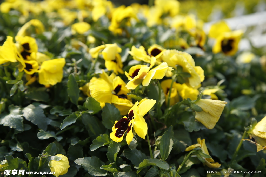 花