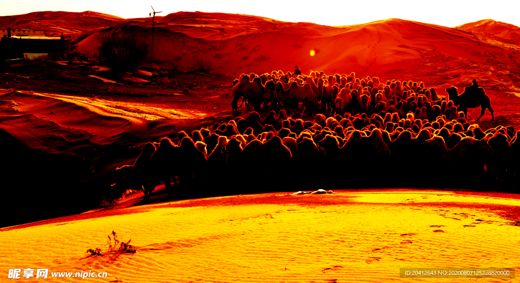 响沙湾 金色骆驼