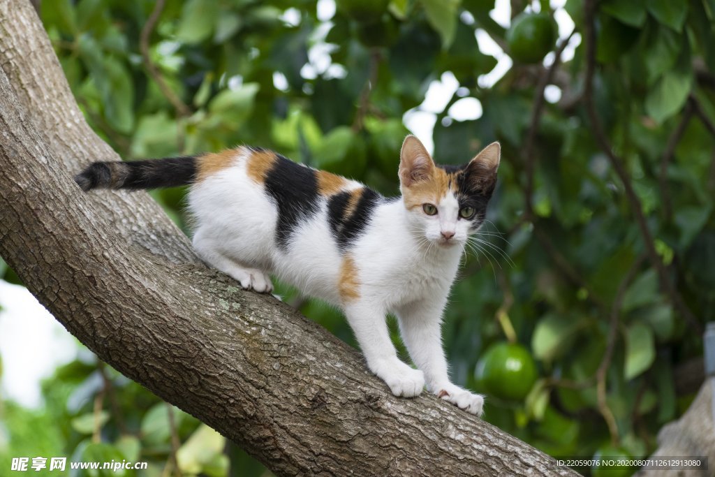 猫咪