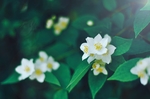 茉莉花