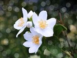 茉莉花