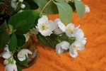 茉莉花